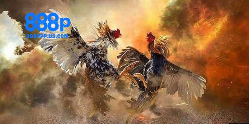 Hướng dẫn bạn cách tham gia chơi đá gà 888P