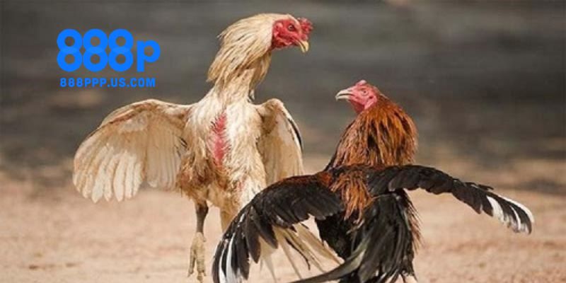 Những lý do người chơi nên chọn đá gà tại nhà cái 888P